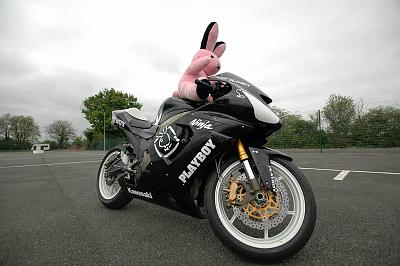 lapin